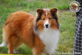 Owczarek Szetlandzki Sheltie - CH.PL. BONI Boni - wystawa Sopot 13.08.2011