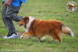 Owczarek Szetlandzki Sheltie - CH.PL. BONI Boni - wystawa Sopot 13.08.2011