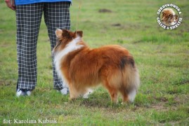 Owczarek Szetlandzki Sheltie - CH.PL. BONI Boni - wystawa Sopot 13.08.2011