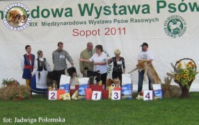 Owczarek Szkocki Collie - CH.PL.THINGOL Laurelin Valaquenta Apacz - wystawa Sopot 13.08.2011