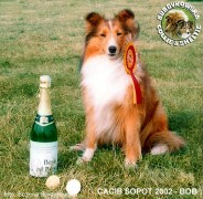 Owczarek Szetlandzki Sheltie - CH.PL. BONI Boni młoda - wystawa Sopot 2002