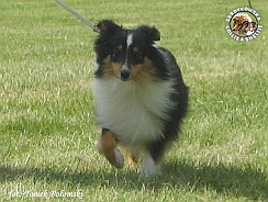 Polly - wystawa Chojnice 05.08.2012