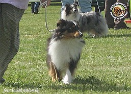 Polly - wystawa Chojnice 05.08.2012