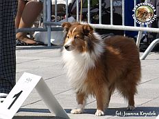 Boni - wystawa Sopot 11.08.2013