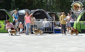 Boni - wystawa Sopot 11.08.2013