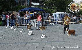 Boni - wystawa Sopot 11.08.2013