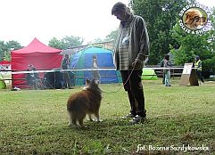 Owczarek Szetlandzki Sheltie - CH.PL. BONI Boni - wystawa Gdynia 22.06.2014