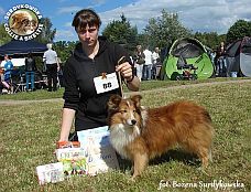 Owczarek Szetlandzki Sheltie - CH.PL. BONI Boni - wystawa Gdynia 22.06.2014