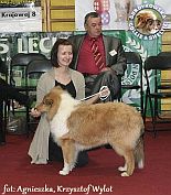 Owczarek Szkocki Collie - DARK KNIGHT JOKER Surdykowska FCI Leos - I Walentynkowa wystawa w Bydgoszczy
