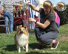 Owczarek Szetlandzki Sheltie - KASANOVA RED ze Skalní vyhlídky Redzik - wystawa Sopot 23.08.2014