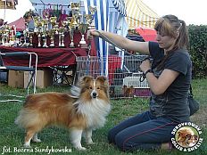 Owczarek Szetlandzki Sheltie - KASANOVA RED ze Skalní vyhlídky Redzik - wystawa Sopot 23.08.2014