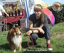Owczarek Szetlandzki Sheltie - CH.PL. BONI Boni - wystawa Sopot 23.08.2014