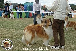 Lovcia - wystawa Sopot 23.08.2014