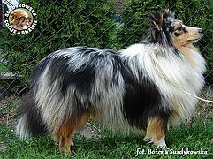 Owczarek Szetlandzki Sheltie - UNHAIM MY HEART BLACK