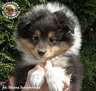 Owczarek Szetlandzki Sheltie - suczka :)