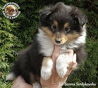 Owczarek Szetlandzki Sheltie - suczka :)