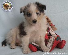 Owczarek Szetlandzki Sheltie  - piesek :)
