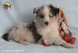 Owczarek Szetlandzki Sheltie  - piesek :)
