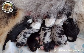 Owczarek Szetlandzki Sheltie - maluszki Lunki :)