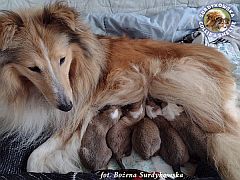 Owczarek Szetlandzki Sheltie - maluszki Kikki :)