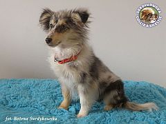 Owczarek Szetlandzki Sheltie - suczka:)