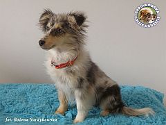 Owczarek Szetlandzki Sheltie - suczka :)
