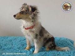 Owczarek Szetlandzki Sheltie - suczka :)
