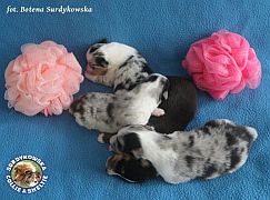 Malutkie diamenciki  :)