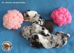 Malutkie diamenciki  :)
