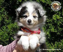 Owczarek Szetlandzki Sheltie - suczka :)