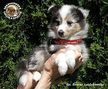 Owczarek Szetlandzki Sheltie - suczka :)