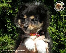 Owczarek Szetlandzki Sheltie - suczka :)