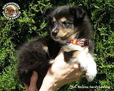 Owczarek Szetlandzki Sheltie - suczka :)