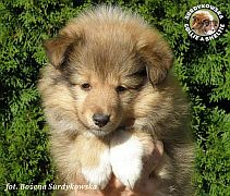 Owczarek Szetlandzki Sheltie - suczka :)