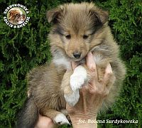 Owczarek Szetlandzki Sheltie - suczka :)