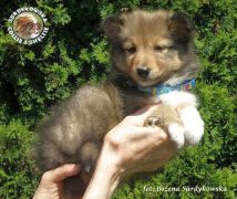 Owczarek Szetlandzki Sheltie - suczka :)