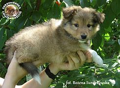 Owczarek Szetlandzki Sheltie - suczka :)