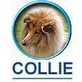 znak COLLIE